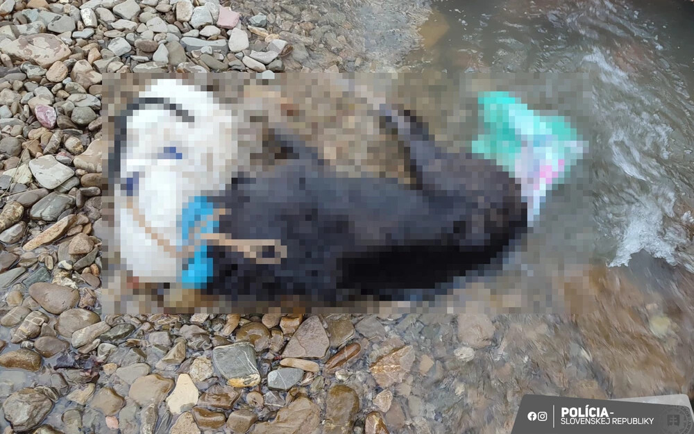 SZÖRNYŰ: Műanyag zacskót húztak a kutya fejére, mielőtt a vízbe dobták (+18)