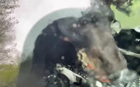 VIDEÓ: Autóba zárta magát egy medve – a vadőr felvételt készített róla