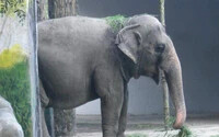 Elpusztult „a világ legszomorúbb elefántja”