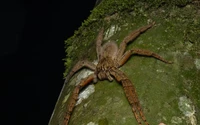 pókok