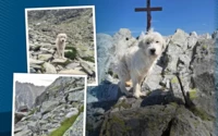 Bernard, a tátrai négylábú hős: 10 nap alatt 150 kilométert tett meg a hegyekben  