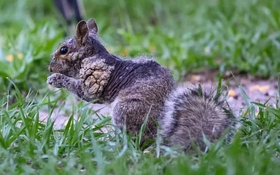 A mókusok a leporipoxvírus okozta fibromatózisban szenvednek. A fertőzés elsősorban közvetlen érintkezéssel, nyállal vagy nyílt sebeken keresztül terjed a mókusok között, ugyanakkor a szakértők hangsúlyozzák, hogy emberekre és más állatfajokra nem jelent veszélyt.