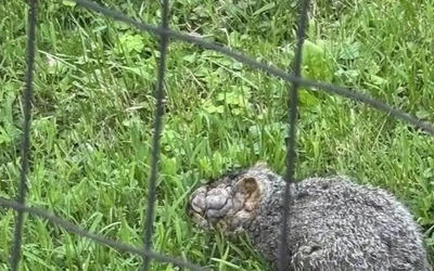 A betegség következtében szemölcsszerű daganatok és csupasz kinövések jelennek meg az állatok testén, amelyek időnként felszakadnak és váladékoznak. Bár a látvány riasztó, az amerikai szürke mókusok körében a fertőzés nem számít ritkaságnak.