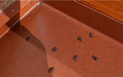 A jelenségről először a Nagytapolcsányi járásban található Jác (Jacovce) lakói kezdtek beszámolni. Többen azt írták a közösségi oldalakon, hogy a bogarak az ablakokon, ajtókon, növényeken és a veteményesben is megjelentek, sokszor pedig az emberek ruhájára és hajára is rászállnak.