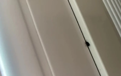 Nemcsak Jácból, hanem több más nyitrai és nagyszombati településről, valamint Nagyszombat, Léva, Halics és Vágújhely környékéről is hasonló tapasztalatokról számoltak be. Egyesek szerint tavaly még egyáltalán nem találkoztak ezekkel a rovarokkal, ezért sokakat meglepett a hirtelen elszaporodásuk.