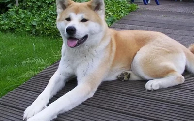 Akita: sűrű, dupla szőrzet kiválóan védi a hideg ellen, nyáron azonban bent tartja a hőt. Nagy testmérete is nehezíti a lehűlést, ezért a forró napokon érdemes hűvös helyen tartani őket, sok vízzel és elegendő pihenéssel. 