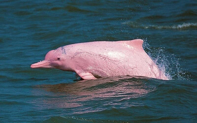 VIDEÓ: Ritka rózsaszín delfineket láttak a Thai-öbölben