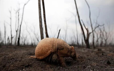 Több mint kétmillió vadállat pusztult el a bolíviai erdőtüzekben