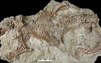 Az utolsó dinoszauruszok korában élt egy különös emlős
