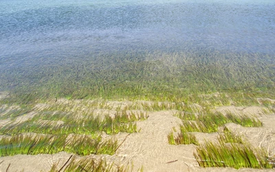 Posidonia oceanicá