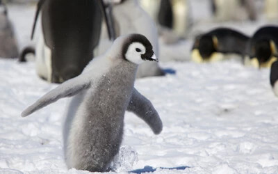 Kihalhat a császárpingvin az évszázad végére, ha változatlan tempóban folytatódik a felmelegedés