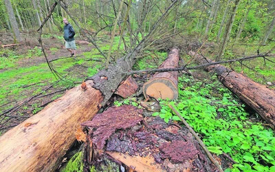 A bialowiezai ősrengetegben tavaly mintegy 150 ezer fát vágtak ki