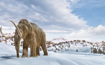 Kik, az ősi gyapjas mamut – Kétszer is körbesétálhatta volna a Földet élete során 