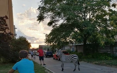 zebra pöstyén