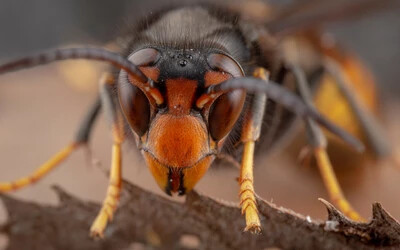 Méheket pusztító darázs jelent meg Európában