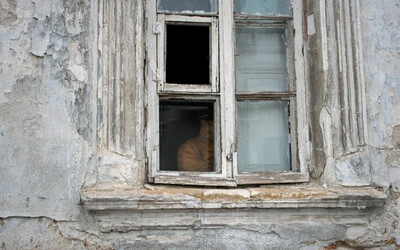 macska az ablakban