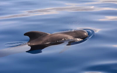 gömbölyűfejű delfin