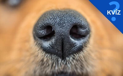 KVÍZ: Kutya vagy farkas? Felismered az állatokat az orruk alapján?