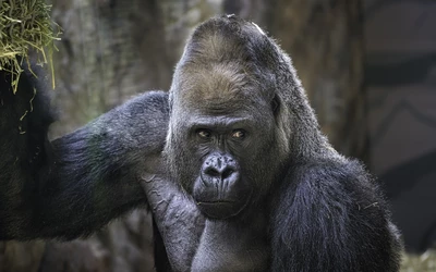 gorilla