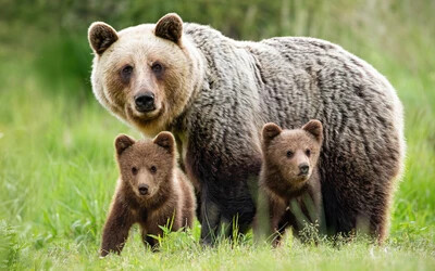 Kezdődik a medvék szaporodási időszaka – így viselkedjünk, ha találkozunk az állattal