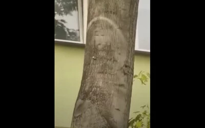 VIDEÓ: Jézus Krisztus vagy Mária jelent meg egy lengyelországi fán