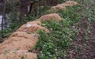 Több mint 200 kiló tésztát dobott ki valaki az erdőben – nem lehet vádat emelni ellene