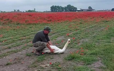 VIDEÓ: Megkezdték a máktól elkábult és röpképtelenné vált hattyúk mentését Izsánál