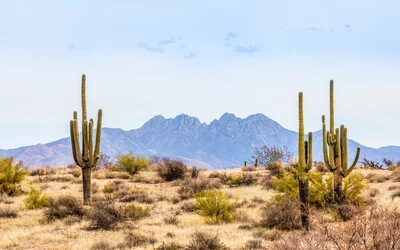 Pusztulnak ki a kaktuszok sivatagban – ők sem bírják a hőséget