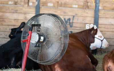 tehén ventilátor