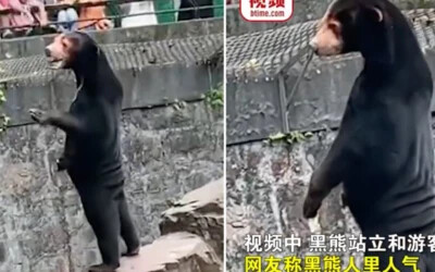 Zbelejme bújt emberekkel helyettesítik a medvéket egy kínai állatkertben – az alkalmazottak azt állítják, valódiak