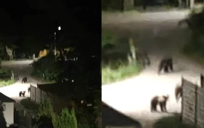 Három medve sétálgatott egy trencséni kerületi faluban