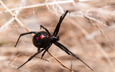 Szándékosan csípette meg magát egy fekete özvegy pókkal egy nyolcéves bolíviai kisfiú, mivel azt remélte, így olyan szuperképességekre tehet szert, mint Pókember.