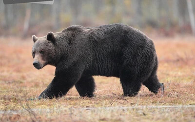 Medvét láttak a községben, elővigyázatosságra intik a helyieket