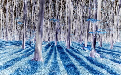 kék erdő