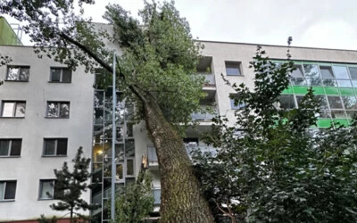 Óriási fa dőlt a lakóházra, károkat okozott