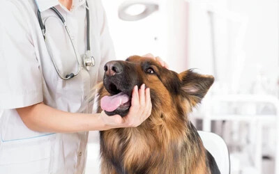 Forduljunk állatorvoshoz, ha a tünetek komolyak