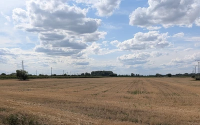 tarló - Tornyai Bianka