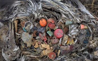 Műanyagszeméttel van tele a tengeri madarak fészke