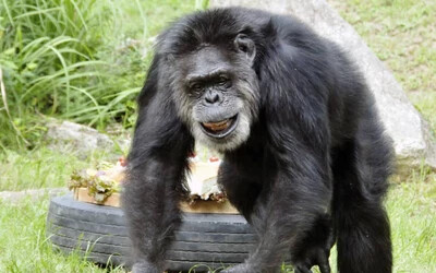 Johnny, Japán legidősebb csimpánza