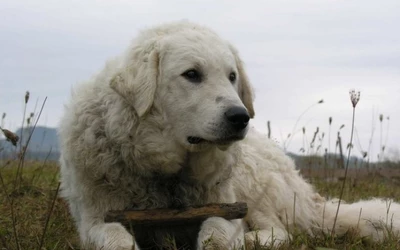 kuvasz