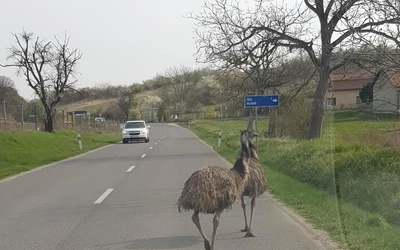 emu