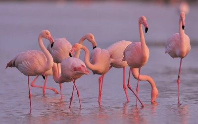 Ritka látvány: flamingók Szibériában
