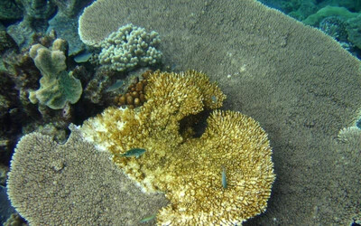 Nagy-korallzátony