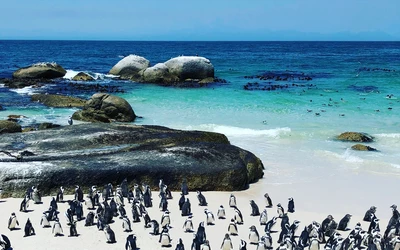 Fokváros - Boulders Beach