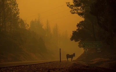 kalifornia erdőtűz