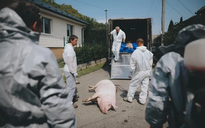 Tombol az afrikai sertéspestis Nyitra megyében