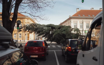 A 22 méter magas fenyőfa a kivágástól a helyreállításáig öt órát vett igénybe 