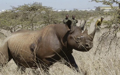 orrszarvú kenya