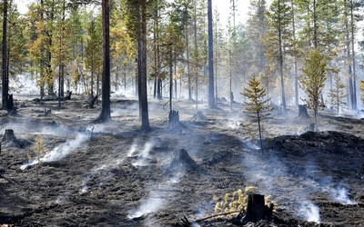 svéd erdőtűz