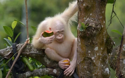 albínó orangután